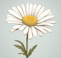 Adorable Daisy