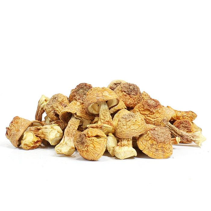 Agaricus blazei Murr / Ji Song Rong 16oz