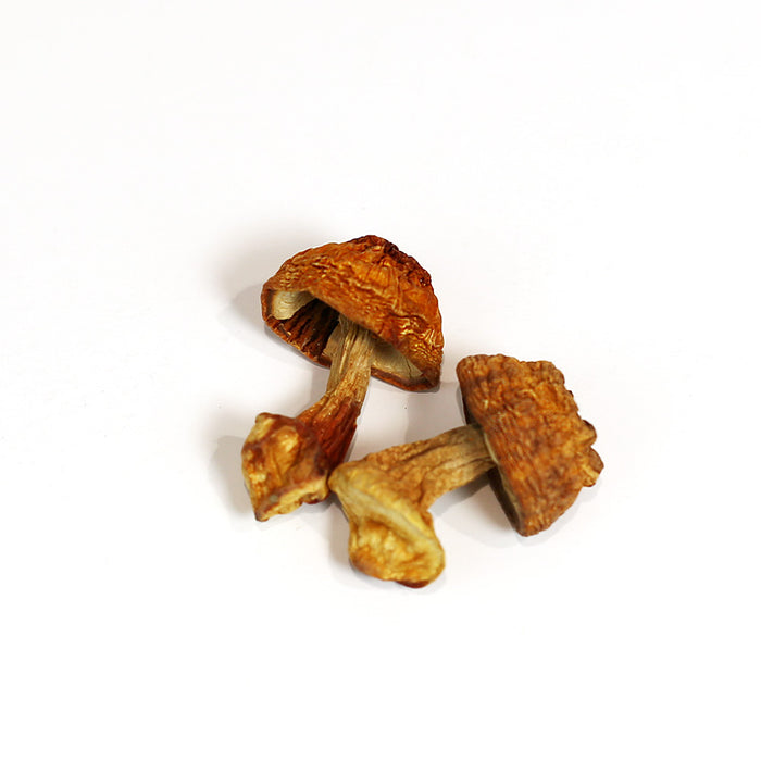 Agaricus blazei Murr / Ji Song Rong 16oz