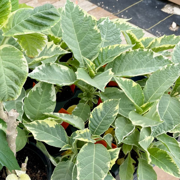 ANGEL TRUMPET 'Sunset Variegated' --Brugmansia--
