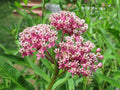 Asclepias incarnata --Swamp Milkweed--
