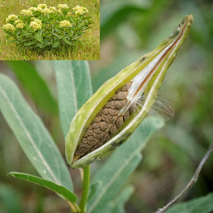Asclepias viridis --Green Antelopehorn Milkweed--