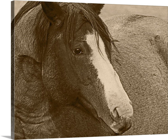 Blaze N Gray Canvas Print