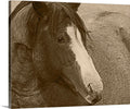 Blaze N Gray Canvas Print