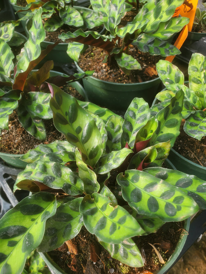 Calathea lancifolia --Rattlesnake Plant--