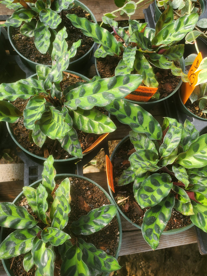 Calathea lancifolia --Rattlesnake Plant--