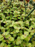 Callisia repens --Gold Turtle Vine--