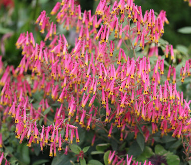 Cuphea cyanea --Ashevilla Pink Cigar Plant--