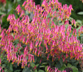 Cuphea cyanea --Ashevilla Pink Cigar Plant--