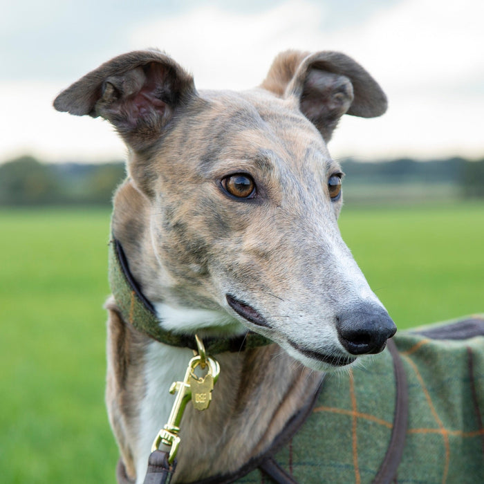Digby & Fox Tweed Greyhound Collar