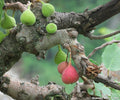 FIG 'Icebox' --Ficus palmata--
