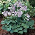 Hosta 'Blue Mouse Ears'
