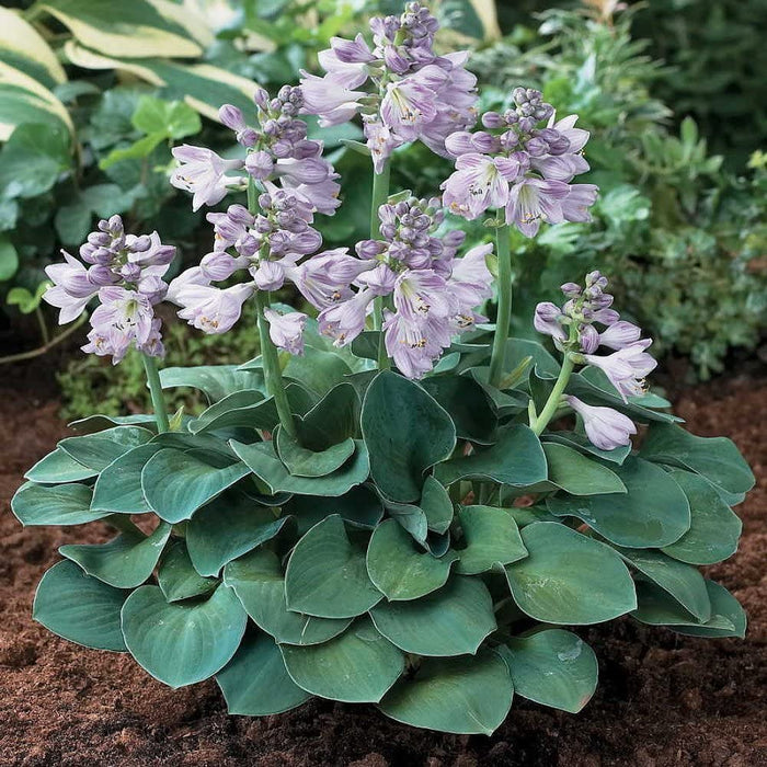 Hosta 'Blue Mouse Ears'