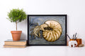 PinkPolish Design Art Prints "Nautilus Mermaid"  Watercolor Painting: Art Print