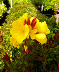 Oenothera fruticosa 'Fireworks' --Narrowleaf Evening Primrose--