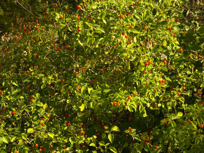 PEPPER 'Chile Pequin'