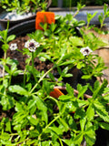 Phyla nodiflora --Texas Frog Fruit--