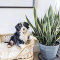 SP - Rattan Pet Bed 'Eleanor'