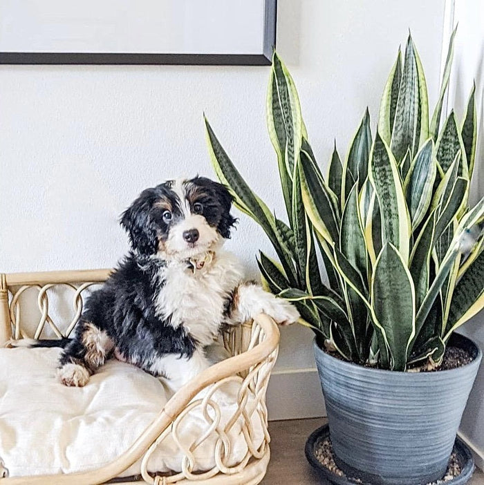 SP - Rattan Pet Bed 'Eleanor'